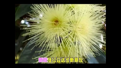 龚玥 - 红豆红
