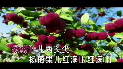 红陌 - 杨梅甜