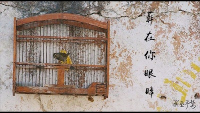 买巫予骜 - 笼中鸟