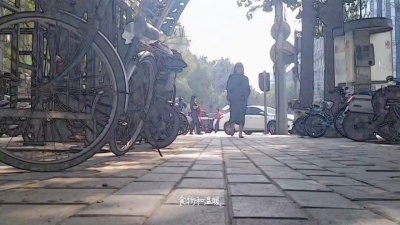 曹秦 - 1351流浪猫