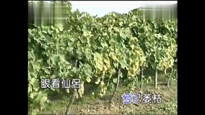 张琍敏 - 依然在我心深处