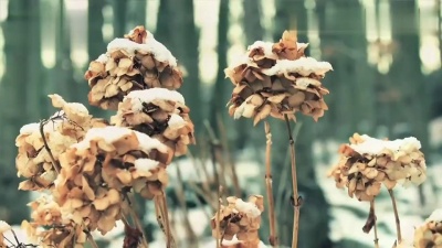 Nektarios、kirsty hawkshaw - Dawn (Cold Blue Remix Edit)