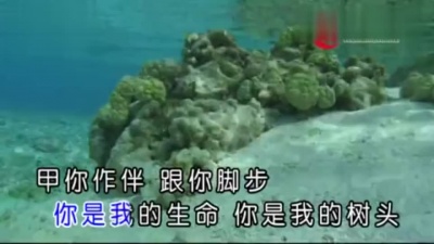 萧闳仁 - 你是我的树头 (KTV版)