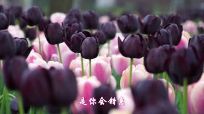 终极审判者 - 高胜美一首怀旧情歌《说声对不起》美极了