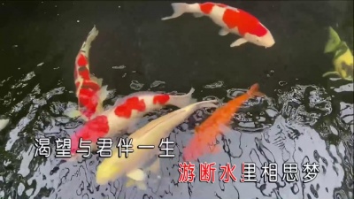 国巍 - 鱼水情深
