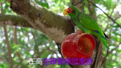 杨颖、李铢衔James - 飞