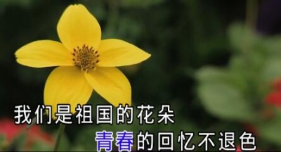 爱朵女孩 - 祖国的花朵