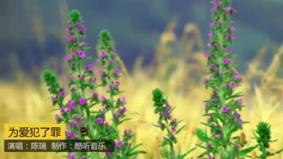 爱豆圈 - 为爱犯了罪