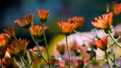 爱豆圈 - 是否