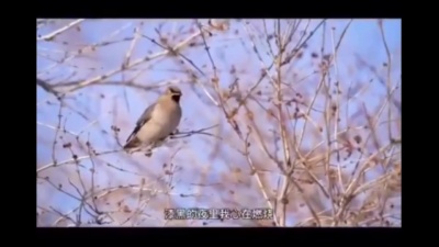 风中的呢喃 - 小鸟