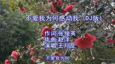 小杰听音乐 - 新歌！王月园一首DJ《不爱我为何感动我》一遍一遍泪花洒落，伤感