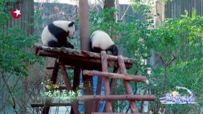 宋秉洋 - 知竹