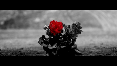 朴春、金民锡 - 꽃(Flower)