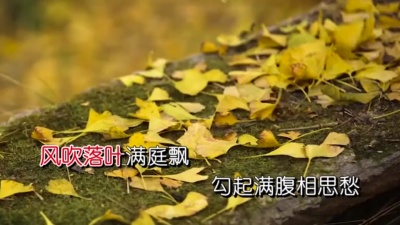 丛林思语 - 伤痛让我一个人承受