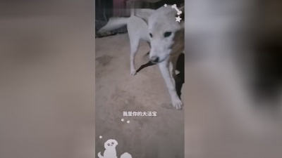 春泽野樱 - 我家的狗狗
