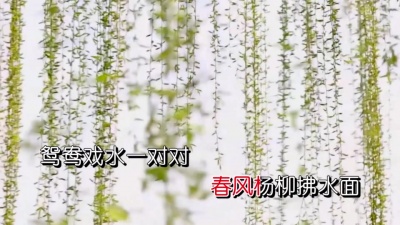 丛林思语 - 春恋情歌