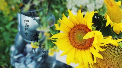 曹秦 - 如你