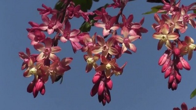 陈诚 - 老院墙画卷