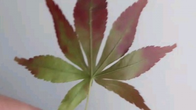 蜀乡 - 初冬的蜀中