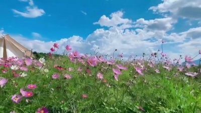豆豆果 - 听月《我是你的格桑花》饭制版