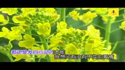 双十二 - 有没有不变的爱情