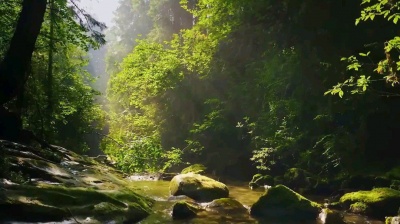 海澜之音 - 《蝉声蛙鸣》静心助眠