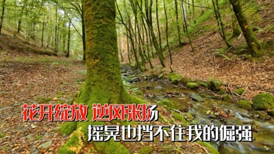 吃饭还吃醋 - 五色斑斓 - 萨顶顶 KTV版