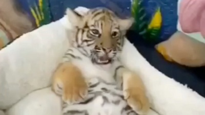 优芝品 - little Tiger