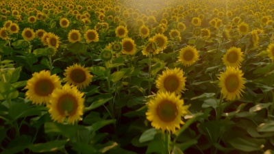 久石譲、Royal Philharmonic Orchestra - One Summer's Day(The Name of Life)