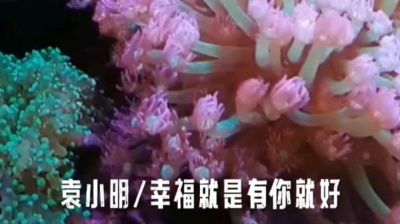 袁晓明 - 幸福就是有你就好