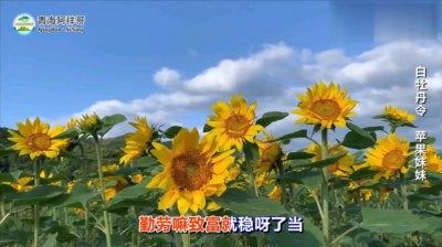 游走的流浪人 - 白牡丹令 苹果妹妹