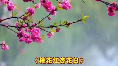 萧民制作 - 桃花红杏花白》梦静美演唱版