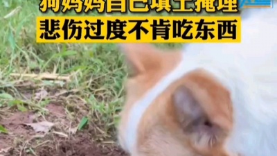 赛亚悟空之七龙珠超 - 柯基。