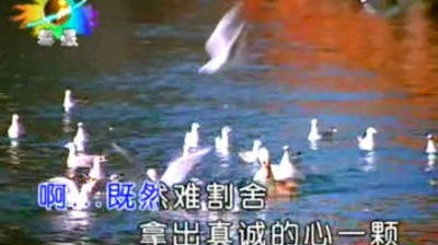 橘子蘭 - 无言的温柔