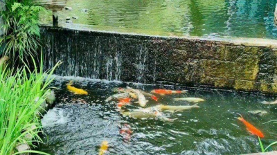 一花一世界 - 故乡东京世田谷区
庭院景观池塘清澈见底
锦鲤自由自在悠然戏水