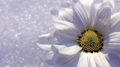Secret Garden - Song For A New Beginning