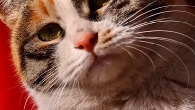 嘎啦嘎啦_ - 猫叫声-泽亦龙