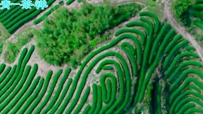 到远方旅行 - 古琴音乐《茶禅》一禅一世界，一茶一人生，