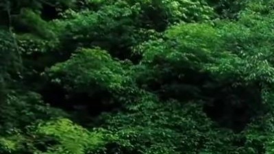 五音本草 - 中国古筝十大名曲《高山流水》静心安神，意境悠远