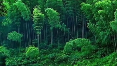 变态学教授无铭 - 双电子琴纯音乐分享《为着拾万元》旋律优美动听，音画欣赏 ！