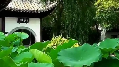 金曲分享家 - 老歌欣赏，卓依婷一首《夜空》好听醉人