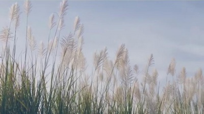 追星少女 - 古琴《太极》太极定二仪，清浊如以形~ #古琴  #弘扬国乐 #王先宏