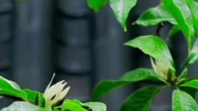 人海茫茫 - 笛子纯音乐《雨碎江南》，如痴如醉，笛声美妙动听！