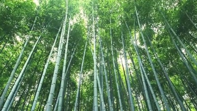 飘哥V5 - 群星唱一首《把根留住》演绎不一样的经典，声入人心，无法被遗忘