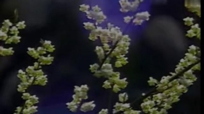 高胜美 - 前世今生(《新白娘子传奇》电视剧插曲)