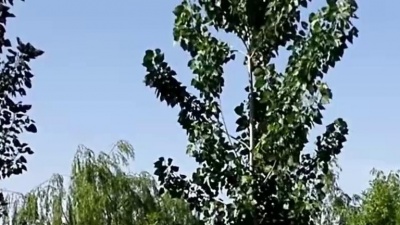 小雅听音乐 - 李玲玉一首《等你回航》经典老歌，好听极了，回忆满满！