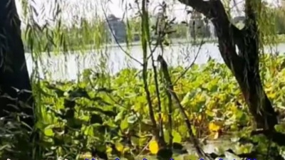 我的音乐 - 一首醉人情歌《白首不相离》旋律动听，句句深情，醉入心田！