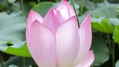 快乐音乐派 - 陈思安一首《对你怀念特别多》动人旋律甜美歌声 好听又好看 经典