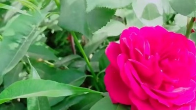 笑天 - 成全你 忘了我（DJ沈念）