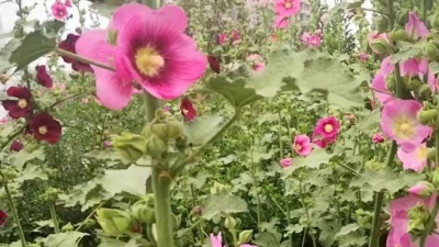 四轮子 - 新歌！《牵着你的手一起走》期盼能和你长相守，今生不放开你的手